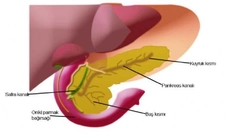Pankreas İnsülin